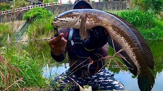 Mancing Ikan Gabus Terbesar Dari Yang Paling Besar Mancing Ikan Gabus Monster Casting Haruan
