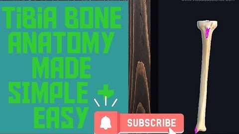 Surface Anatomy Of Tibia 3D