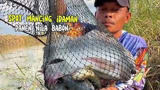 You'll drool over this..!! Wild fishing full of monster tilapia in an unexpected spot