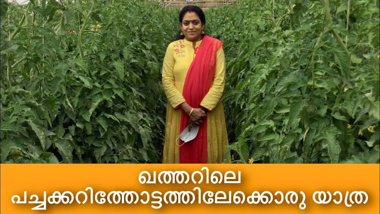 VEGETABLE FARM VISIT IN QATAR/TOUR TO THE ORGANIC VEGETABLE FARM