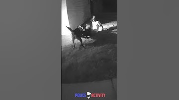 K9 Jakko Catches Suspect in Chase