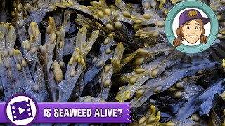 Ask Tierney - Is seaweed alive