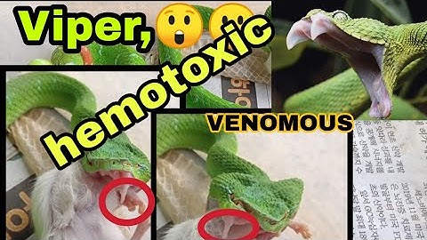 phillipine pit viper...makamandag na ahas ..(live feeding)/MAk DON TV