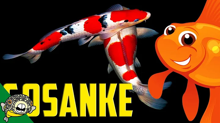 What is Gosanke? Kohaku Koi, Showa Koi and Sanke Koi.