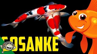 What is Gosanke? Kohaku Koi, Showa Koi and Sanke Koi.