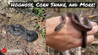 Hognose, Corn Snake, and Endemic Plants! Early April in the Woods of Georgia!