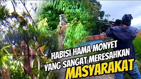 HABISI MONYET LIAR‼️Bantu warga mengurangi hama kera liar‼️berburu monyet // monkey hunting