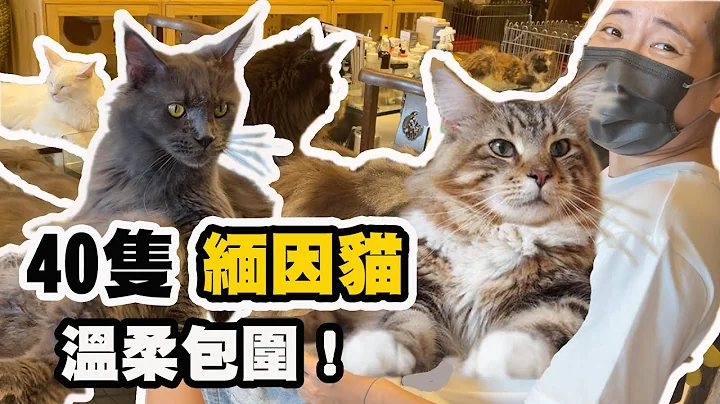 世界上最大的猫！温柔的巨人 缅因猫 （上） 被40只大猫包围 撒娇 踏踏 Maine coon 猫奴融化的地方 - 天天要闻