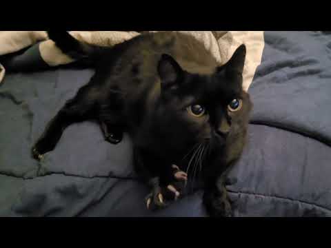 House Panther Buddy Wants Belly Rubs