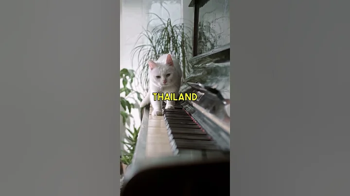 Watch the video about Where do #Siamese #Cats come from? #cat #facts #catlover #kitten #cute #pets #purr #history #royal