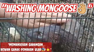 WASHING MONGOOSE//memandikan garangan hewan ganas pemangsa ular#MONGOOSE_GARANGAN