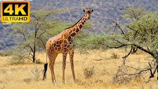 4K African Animals: Ruaha National Park, Tanzania  Relaxing Music With Video About African Wildlife