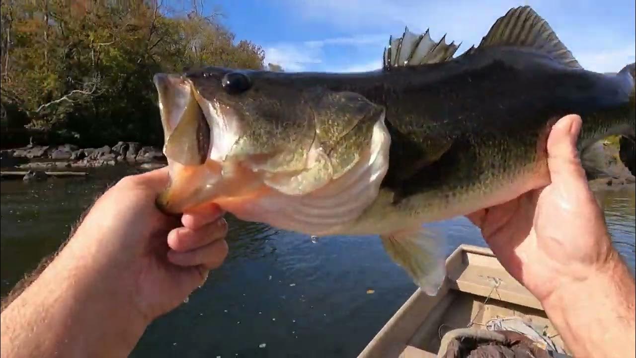 Big Bass Top Water, Roanoke River, Weldon Boat ramp, Weldon NC