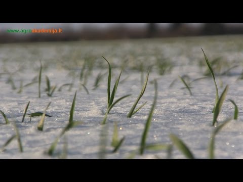 Video: Kaip Padaryti šalčio Bangą