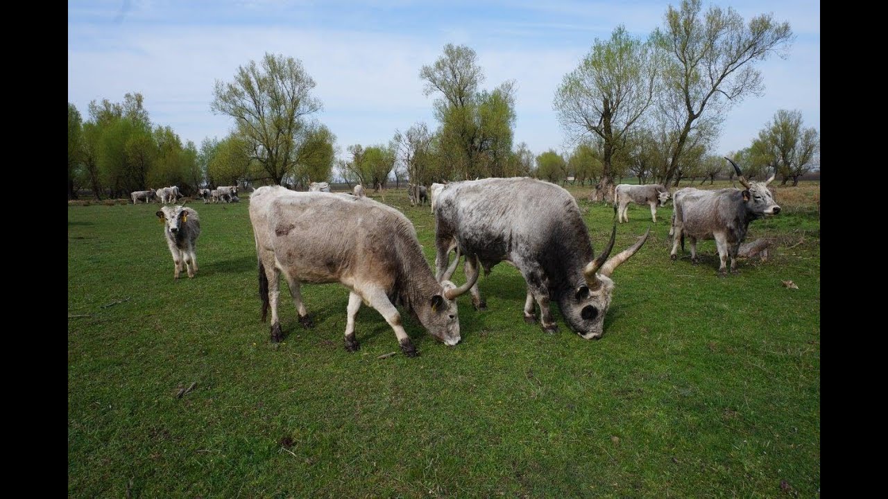 Szarvasmarhák férgekkel történő kezelése