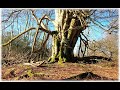 The New Forest Knowles Beech