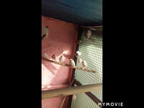 fawn java breeding setup  saeed bhai