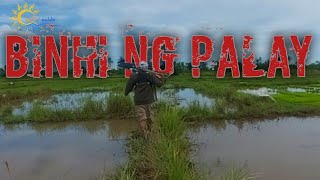 BINHI NG PALAY | ozTV zalds screenshot 5