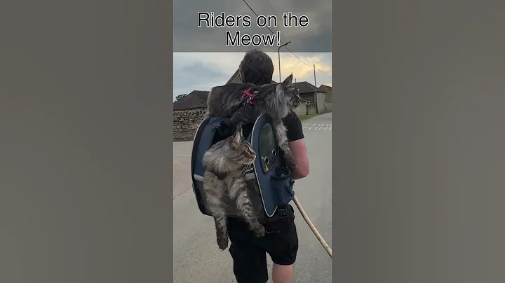 Watch the video about Wait until the end! #cat #mainecoon #funny #catlover #funnyvideo #catvideos #funnycats #shorts