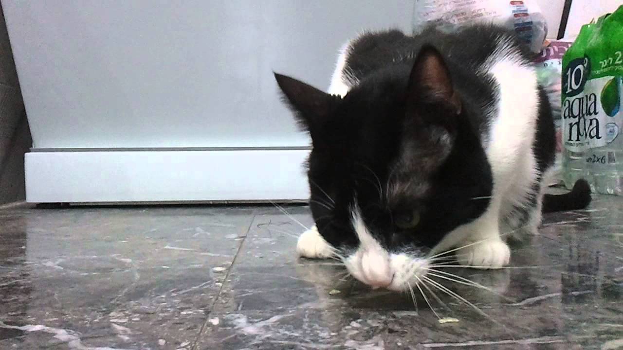 Vegetarian cat YouTube