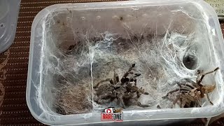 Vlog #04 - Tarantula Mating Ceratogyrus darlingi