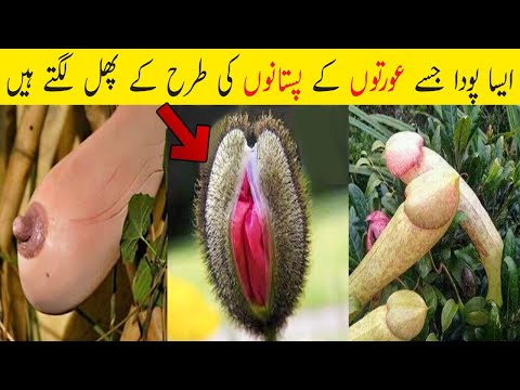 World Most Amazing  Plants And Flowers In Hindi