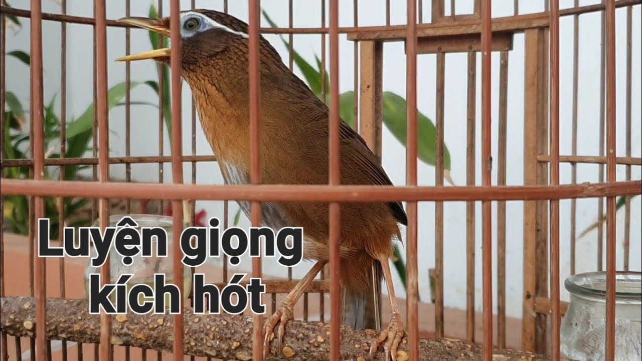 Hót Đấu Cực Hay! Clip luyện, kích họa mi hót đấu giọng rừng buổi sáng