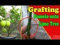 How to graft a pomelo tree by grafting examples