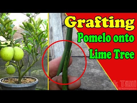 Video: Hoe Om 'n Pomelo Te Plant