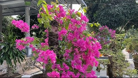 Vườn cây của Cha | Tình người Cây và Đất