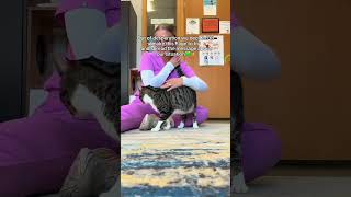 Every donation matters, link in bio🥹❤️#cat #kitten #community #shelter #animals