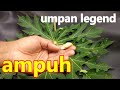 UMPAN IKAN NILEM DI SUNGAI PALING AMPUH DAN MURAH