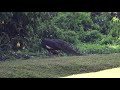 Pavo muticus spicifer  Hlaqua National Park Rangoon Myanmar