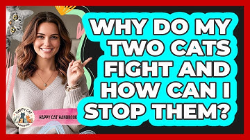 Why Do My Two Cats Fight And How Can I Stop Them? - Happy Cat Handbook