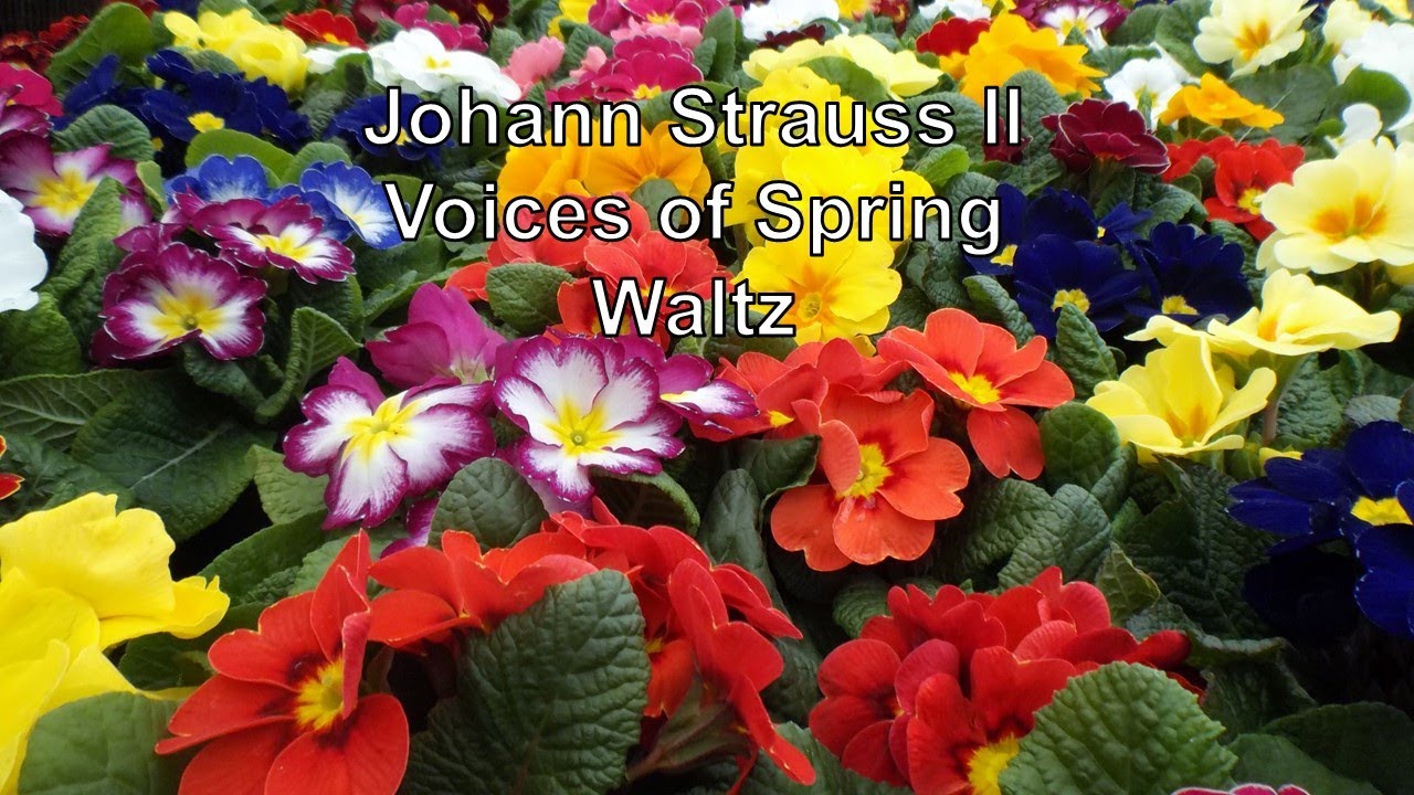 Johann Strauss II Voices of Spring Waltz Music Vals Voces de