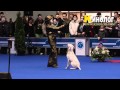 Dog dancing show &quot;Eurasia  2012 / Russia / Moscow&quot;. Freestyle.