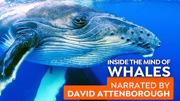 Are Whales Smarter Than We Think? | Narrated by David Attenborough | 4K Nature Documentary