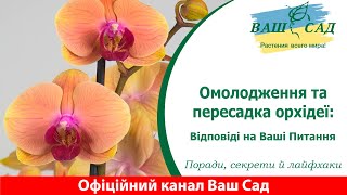 Омолодження та пересадка орхідеї фаленопсис: крок за кроком. Ваш сад