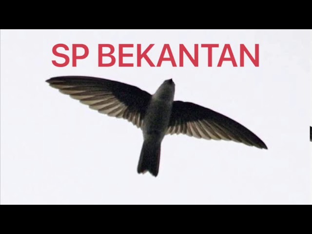 SUARA WALET SP BEKANTAN (LINK DOWNLOAD DI DESKRIPSI) class=