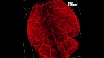 See inside a mouse brain