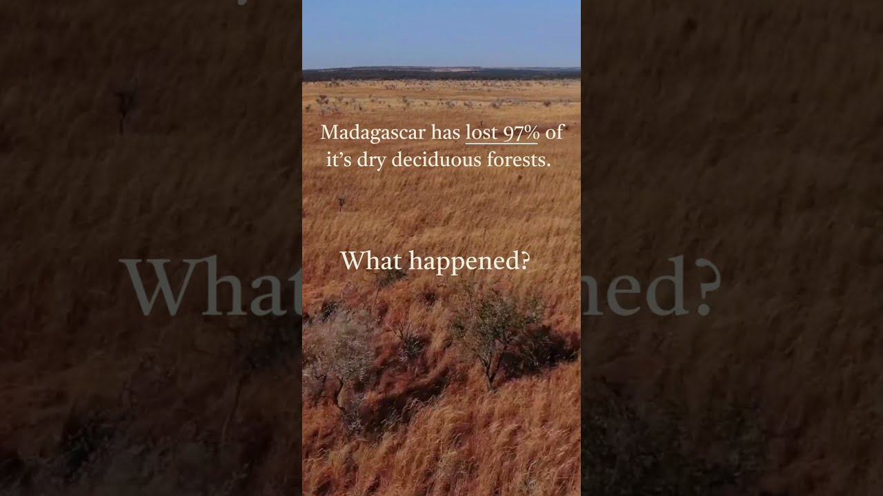 It Is Estimated That Madagascar Has Lost 97 Of S Dry Deciduous Forests 