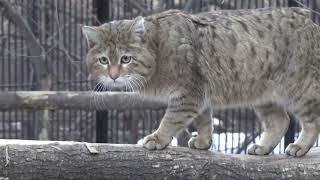 Европейский лесной кот гуляет по вольеру и ворчит. 03.04.2023