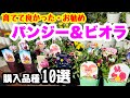 ◆育てて良かった【おすすめビオラ】厳選10品種！(本当はもっと沢山）