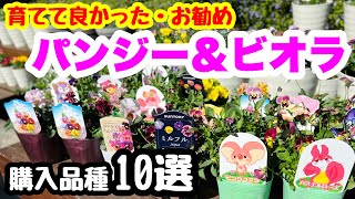 ◆育てて良かった【おすすめビオラ】厳選10品種！(本当はもっと沢山）