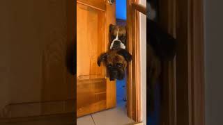 Boxer dog is a smart dog I love Boxer dog Boxer.  #boxerdog #usa #uk #dog #boxerdog_usa  #dog