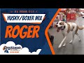 1yo Husky/Boxer mix(ROGER)|OLK9RVA