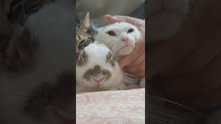 귀농귀촌 고양이 토끼 놀아주기 Playing with cats and rabbits returning to farming and rural areas.