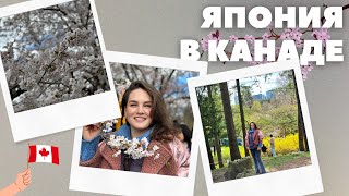 Цветение Сакуры в Торонто | Cherry Blossom in Toronto