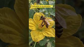 Pollination in muskmelon🍈 #muskmelon #reproduction #pollination #lifecycle #biology