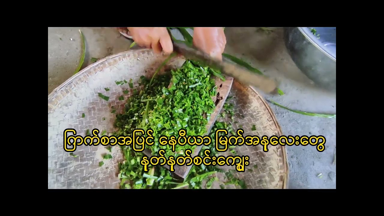 ကြက်စာခွက်ဆေး၊ ကြက်စာကျွေး | Farming | ဥစားကြက်မွေးမြူရေး